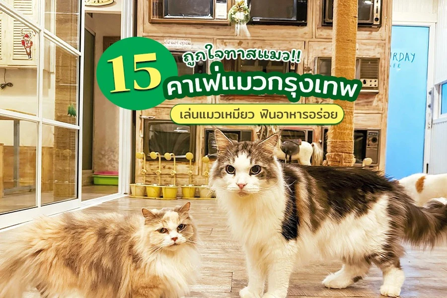 คาเฟ่แมว ปทุมธานี